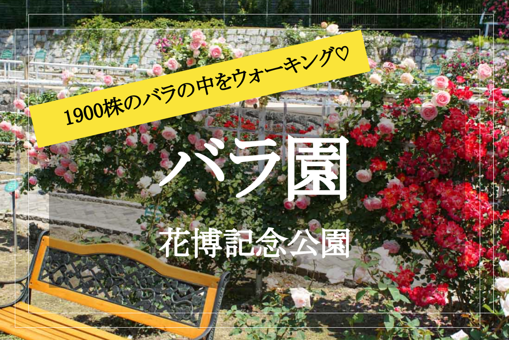 【バラ園ウォーク✕花博記念公園】今が見頃！ 美しいバラ園を歩こう♡