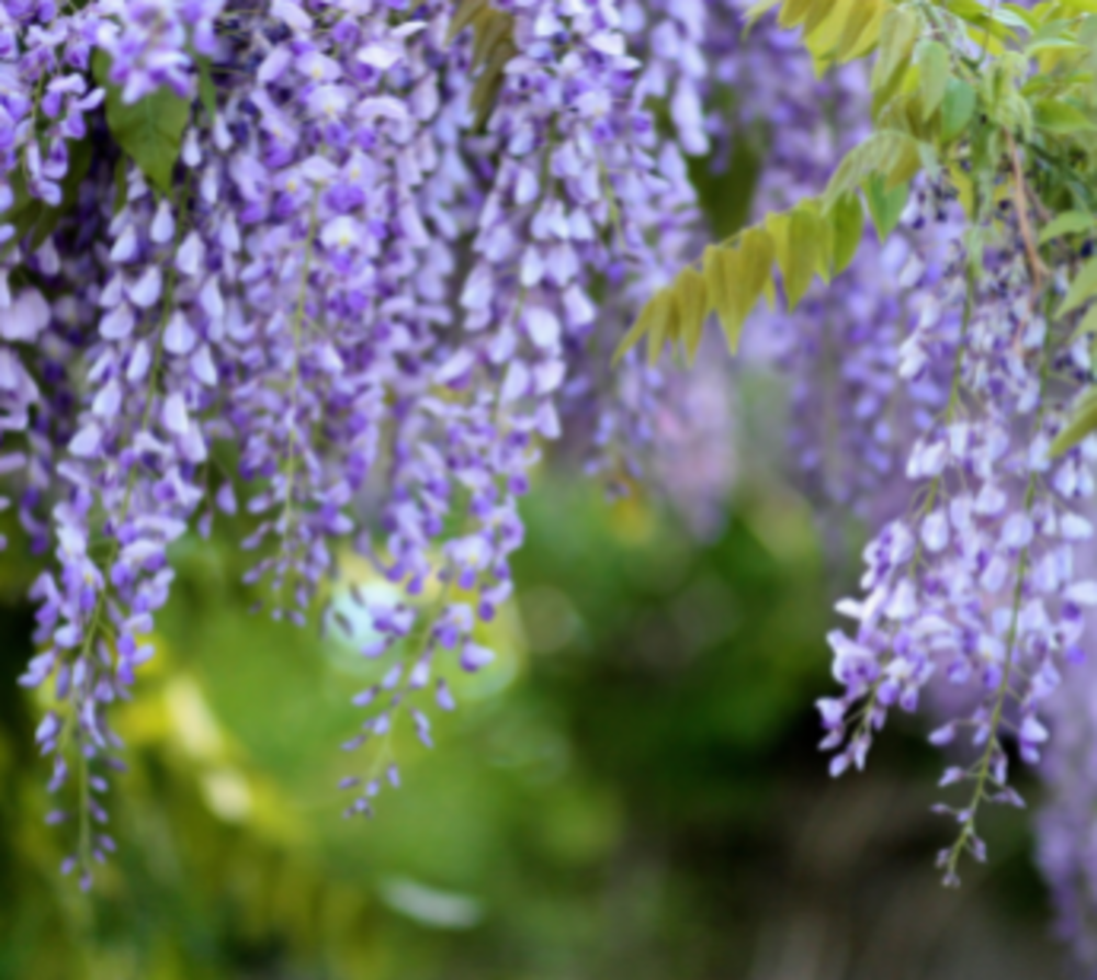 NEWルート予定　鎌倉新ルートパワースポット散歩オフ会食べ歩きも　別願寺や安養院　藤の花が綺麗な パワースポット神社を巡りながら　