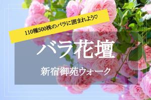 【500株のバラ✕新宿御苑】ぽかぽか陽気の中、色とりどりのバラ花壇を歩こう♡