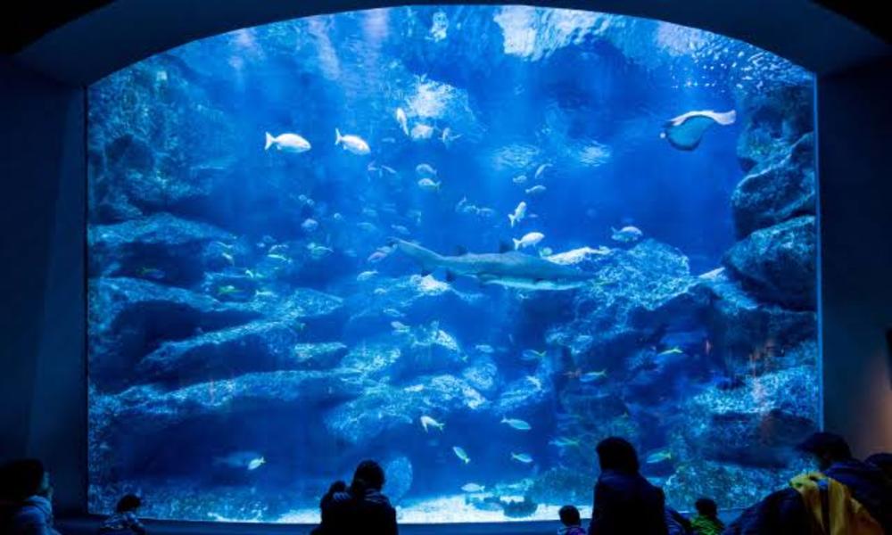 【すみだ水族館】東京スカイツリー近辺にある水族館に行ってみよう