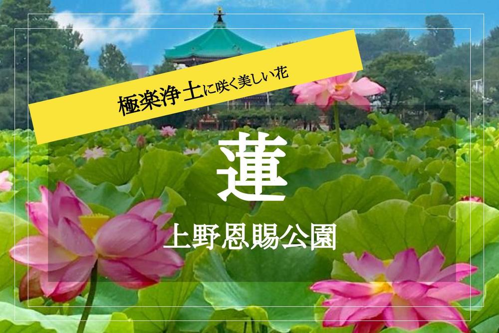 【蓮×上野公園モーニングウォーク】早い時間にしかみられない、直径25cmの花! 池一面の蓮をみて夏の暑さを吹き飛ばそう。