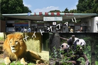真夏のナイトサファリin上野動物園