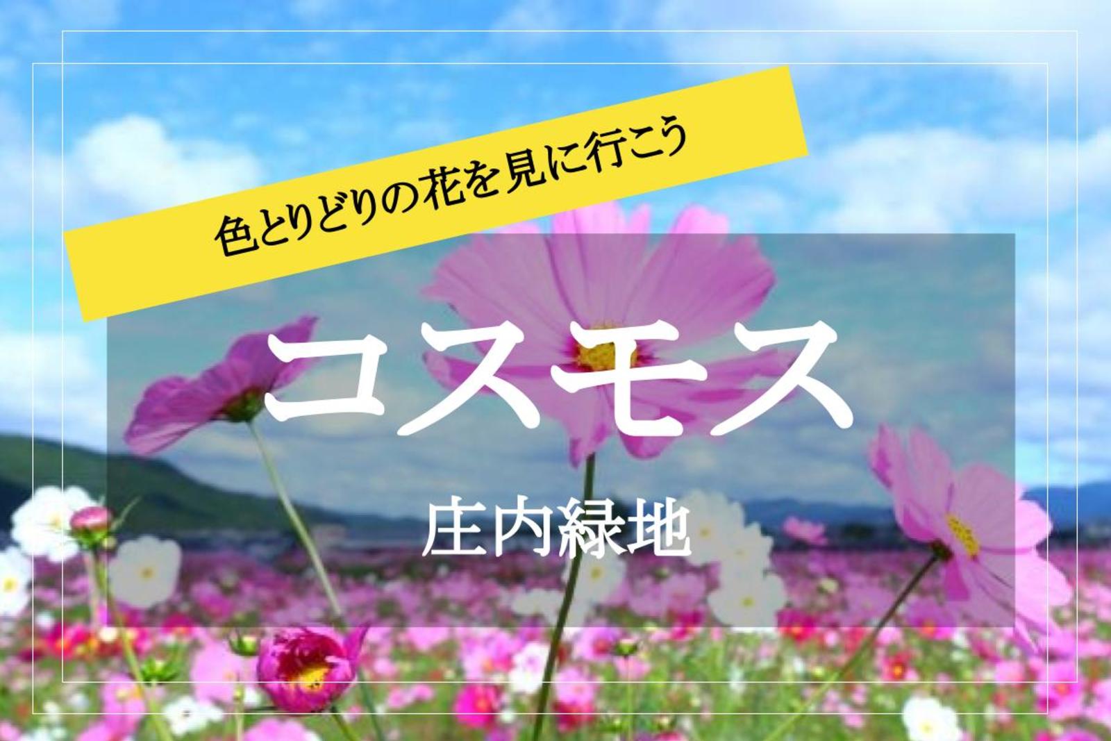 【庄内緑地×コスモス畑へ行こう！】色とりどりに咲くコスモスを見に行こう〜！