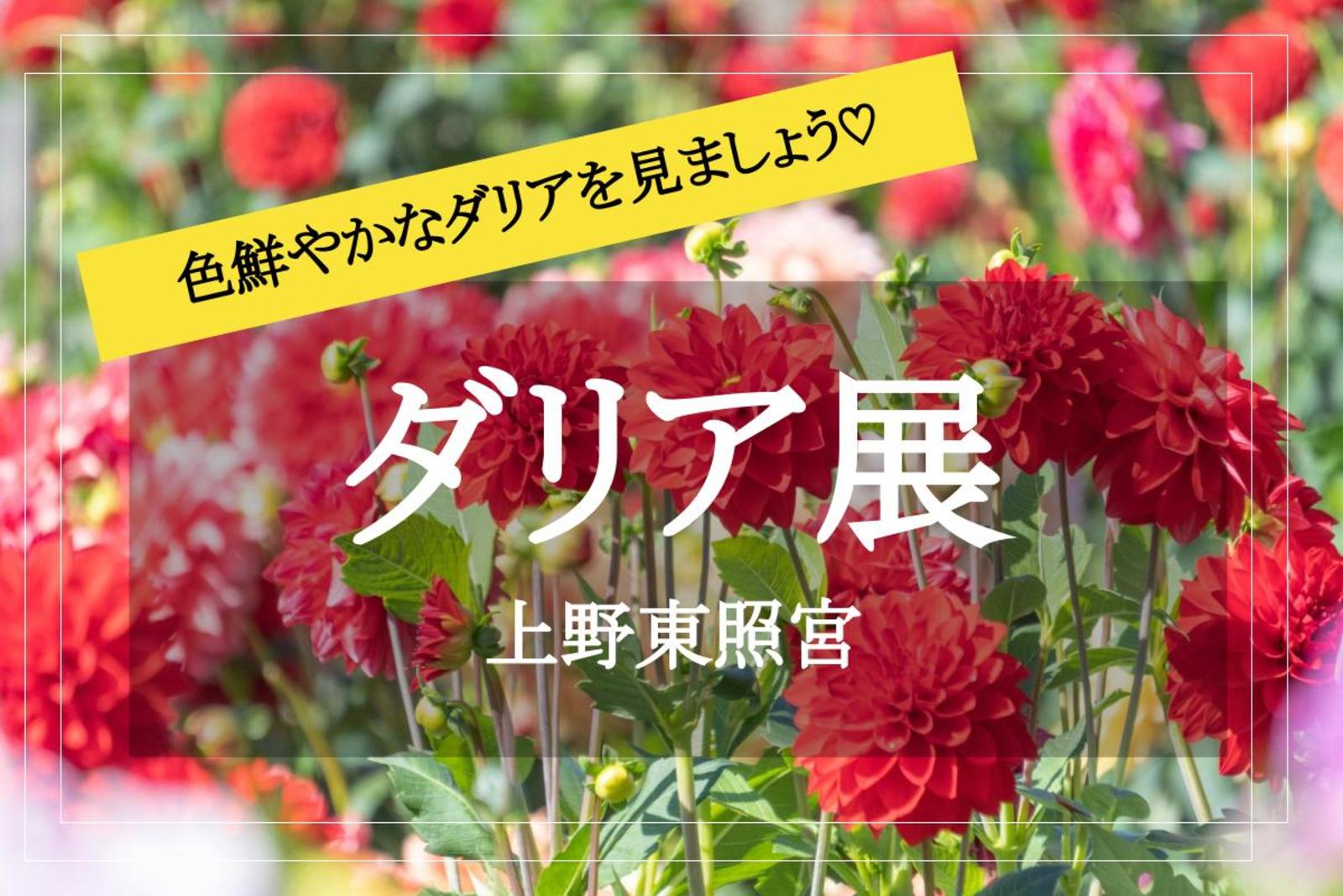 【上野東照宮×ダリア展】色鮮やかに咲き誇るダリアの花々を見に行きましょう！