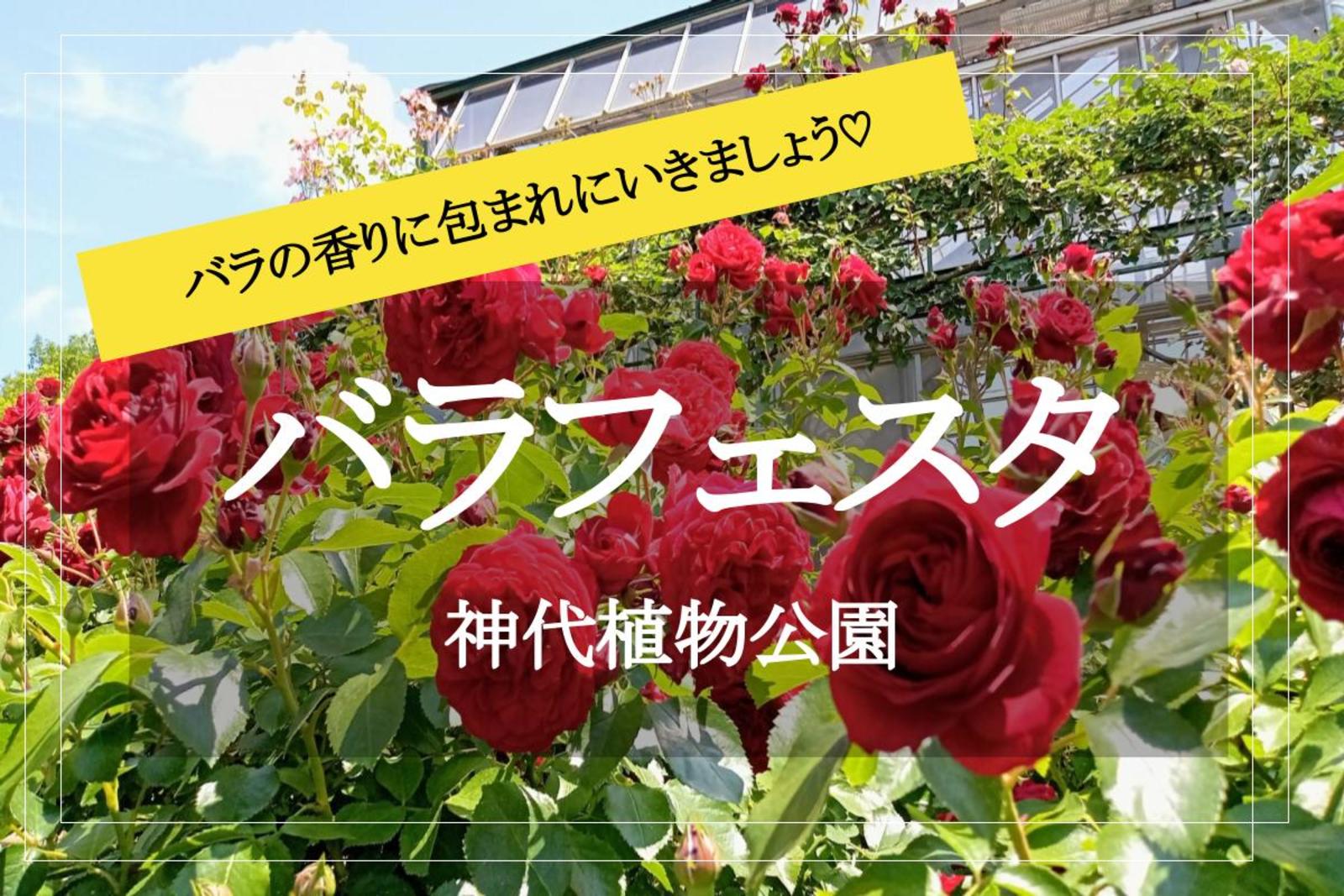 【神代植物公園×バラフェスタ】見頃を迎える秋バラ！豊かな香りあふれるバラ園を楽しみましょう♡