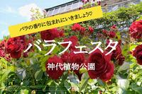 【神代植物公園×バラフェスタ】見頃を迎える秋バラ！豊かな香りあふれるバラ園を楽しみましょう♡