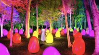 チームラボ【どんぐりの森の呼吸する生命】デジタルアートを見に行こう！武蔵野樹林パーク