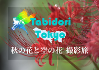 【旅撮-Tabidori- Tokyo】東京駅発着10/1 9:00～終日 秋の花と空の花撮影旅【関東近郊編】