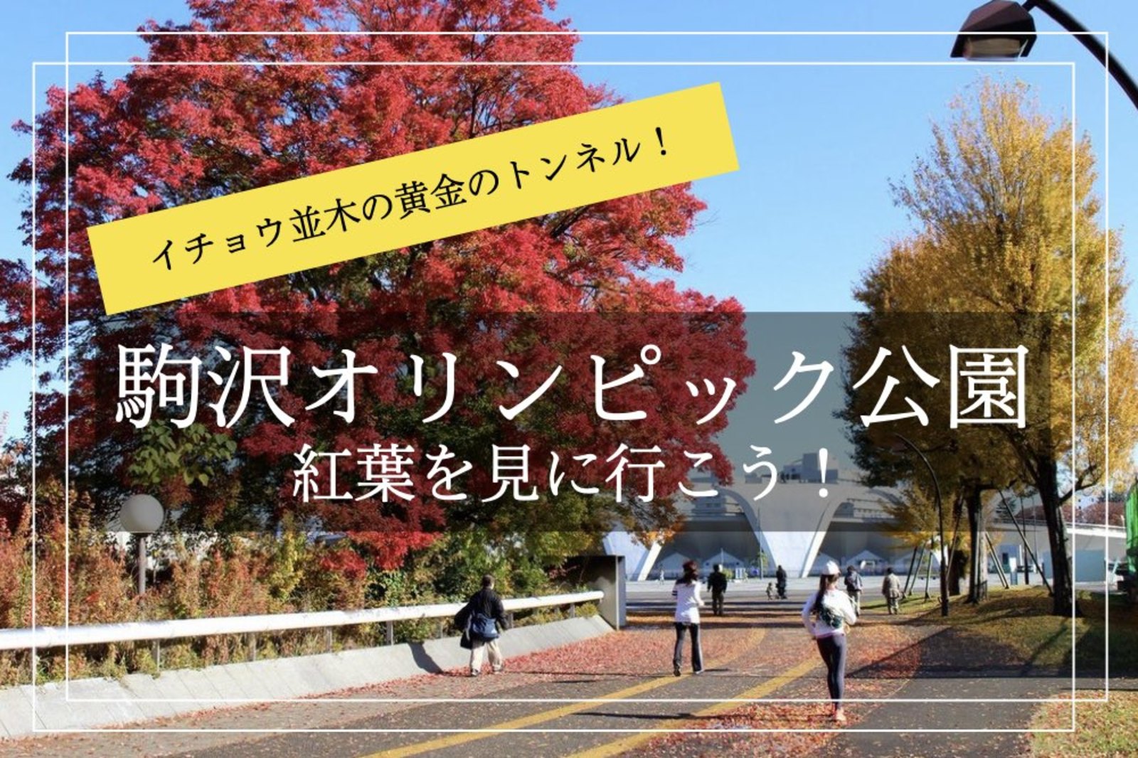 【駒沢オリンピック公園×紅葉狩り】イチョウ並木が作り出す美しい黄金のトンネルを散歩しよう！