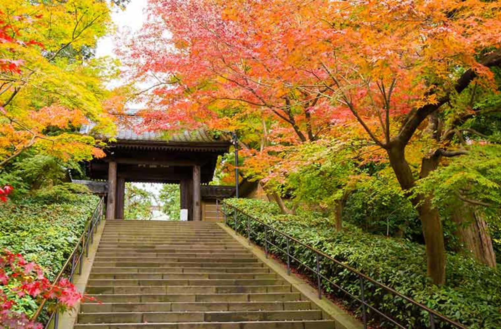 【ラスト🌟女性1名で締め切ります】鎌倉に紅葉を見に行きましょう🍁〜秋の深まり、冬の始まり🥰　