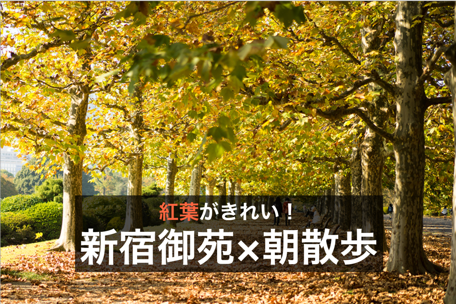 【新宿御苑モーニングウォーク】朝のすがすがしい時間に紅葉を見ながら歩こう！