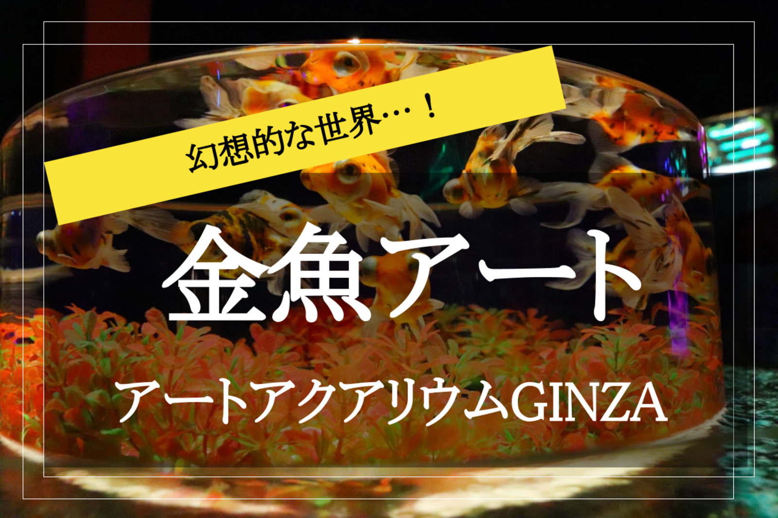 【アートアクアリウム美術館 GINZAに行こう！】動く芸術！幻想的な色彩と金魚の動きが魅せるアートを見に行こう～！