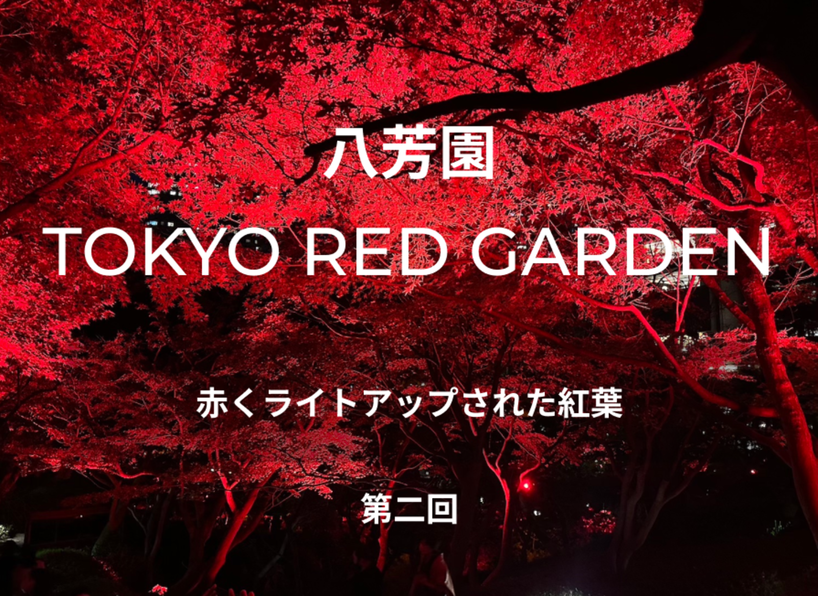 八芳園 TOKYO RED GARDENに行きましょう。赤くライトアップされた紅葉を見ながら散歩🍁【第二回】