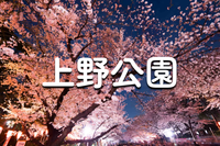 解説付き！上野公園の歴史散歩＆桜鑑賞会♪