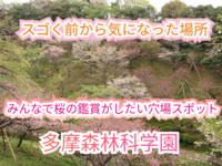 リピーター無料【1万歩散歩企画】日本全国の桜が集まり誰もが気になって参加したくなる見どころ盛りだくさん多摩森林科学園で一日過ごせるほどのボリュームたっぷりの広さを満喫できます。