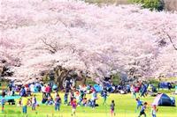 桜撮影🌸&お花見♪【大阪から1時間半圏内くらいで】スマホ参加もOK