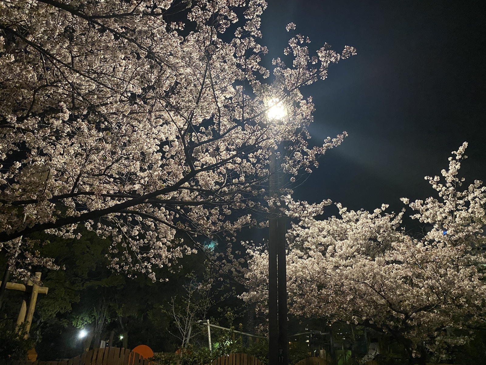 夜桜花見したい🌸※宗教やビジネスの勧誘禁止！