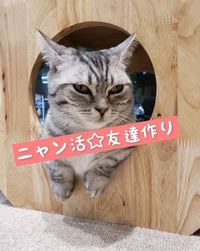 吉祥寺×猫カフェ☆ニャン活の会🐱