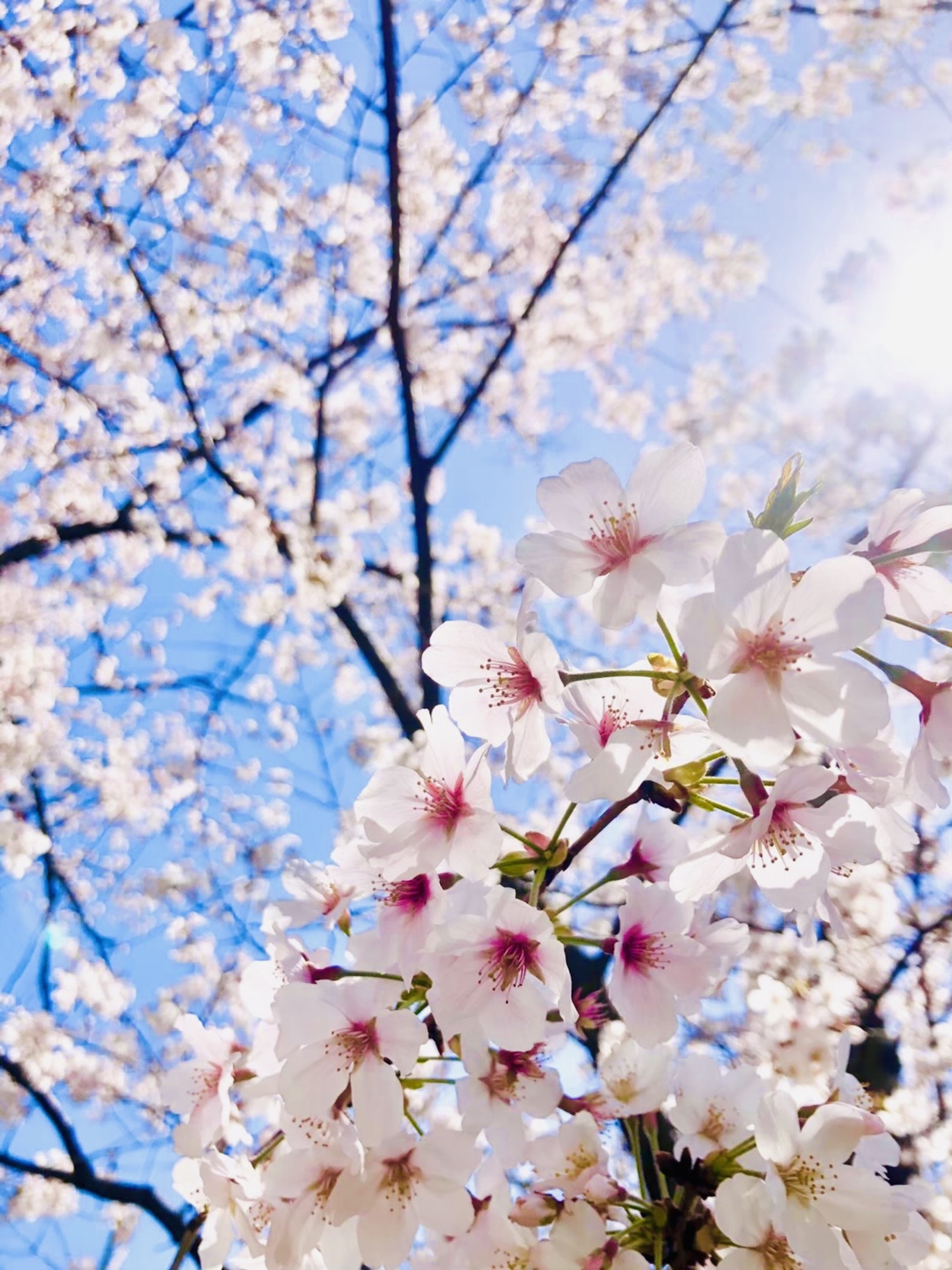 【20代フォトイベント】春本番！桜とプロフ画像を撮ろう🌸📸