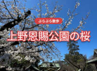 上野恩賜公園の桜（雨の可能性があります。前日までご自身の判断でキャンセルしてください。素晴らしい桜を見ましょう）