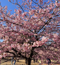 【仮】4/1(土)📷桜の写真撮りに行きましょう🌸